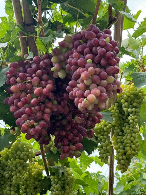 葡萄成熟时最新上线时间确定？关注这3个平台同步更新