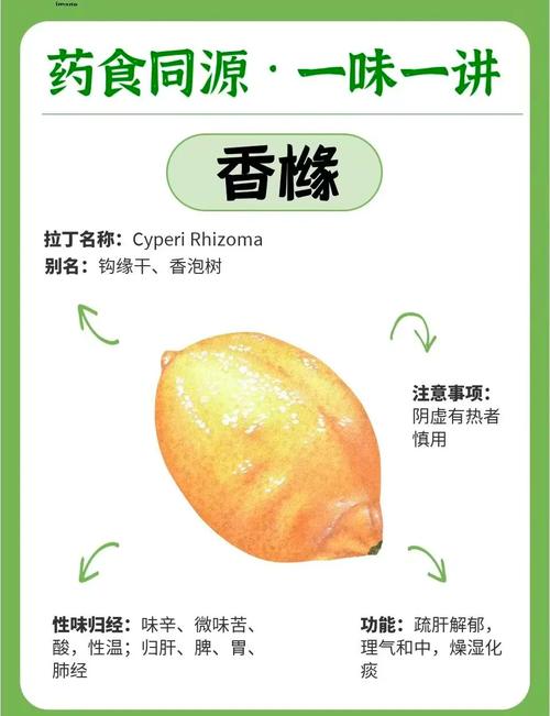 安卓手机怎么下载香橼阁？最新版下载方法详解