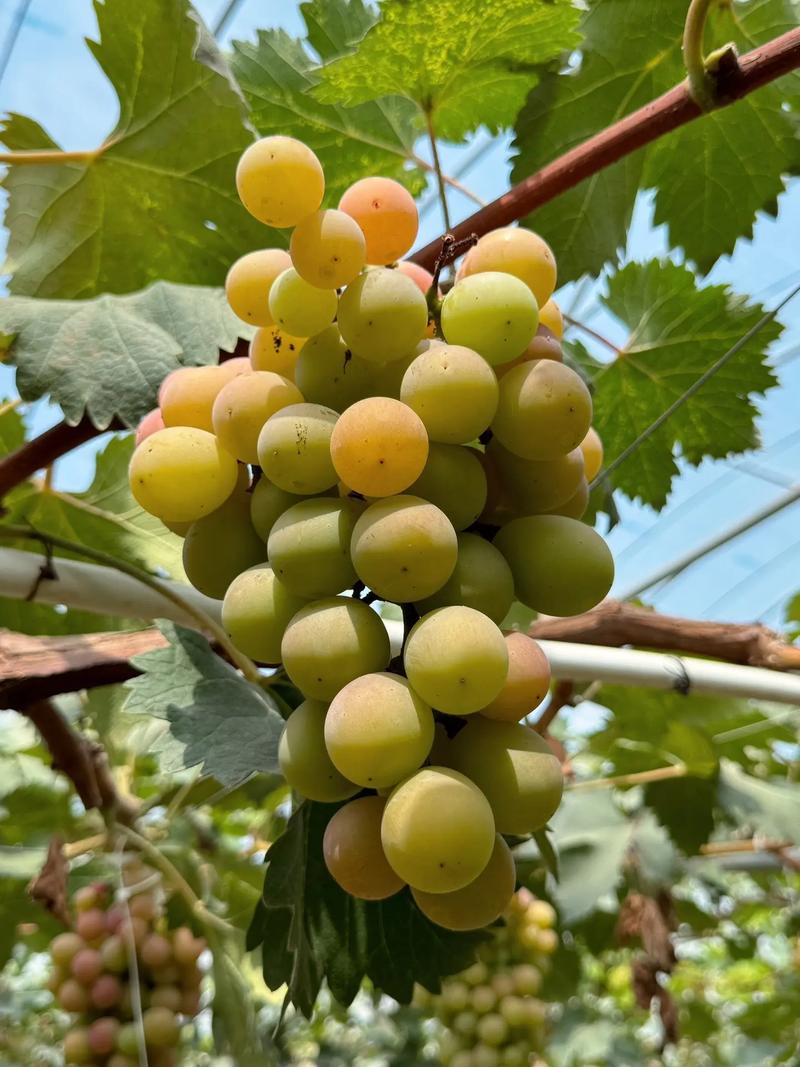 葡萄成熟时最新上线时间确定？关注这3个平台同步更新