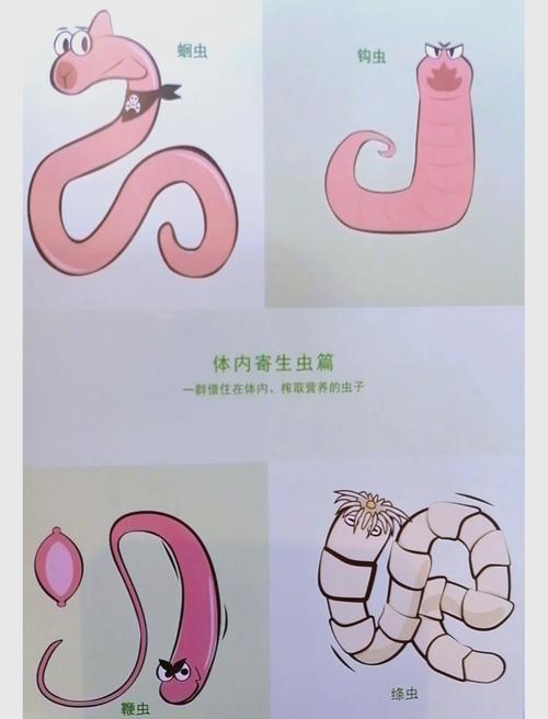 如何体验内部寄生虫绅士游戏？完整资源获取指南分享