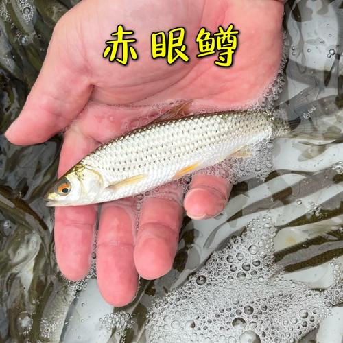 爱的跳跃安卓汉化安装失败怎么办？(解决常见问题步骤)